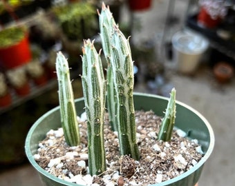 Pickle Plant, Little Pickles, Rare Succulent, Live Plant in 4'' pot