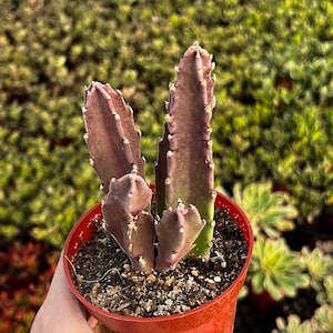 Starfish Flower Cactus, Giant Zulu, Giant Toad, Live Succulent in 2&quot;, 4&#39;&#39; pot