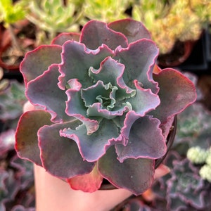 Echeveria Blue Curls, Echeveria Gibbiflora, Rare Succulent, Live Plant in 4&quot; pot