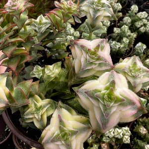 Variegated String of Buttons, Trailing Succulents, Potted Live Plant in 4&#39;&#39; pot
