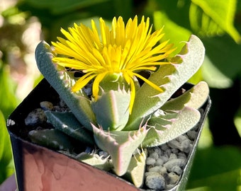 Tiger Jaw, Faucaria Tigrina, Rare Succulent, Live Plant in 2", 4" pot