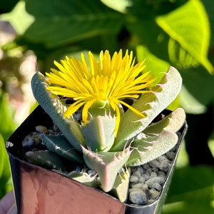 May include: A small succulent plant with bright yellow flowers in a brown pot. The plant has green leaves with pink edges.