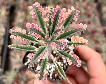 Kalanchoe Pink Butterfly, Rare Succulent, Variegated Succulent, Live Rooted Plant in 2'', 4" pot