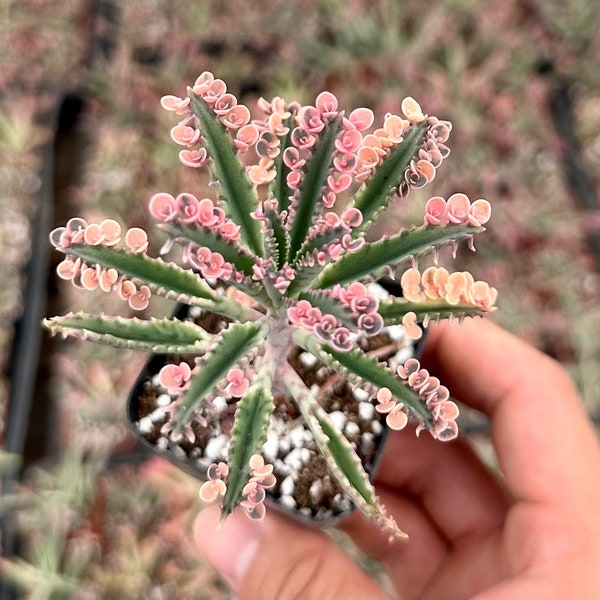 Kalanchoe Pink Butterfly, Rare Succulent, Variegated Succulent, Live Rooted Plant in 2'', 4" pot