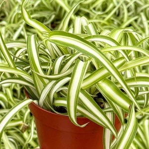 Curly Spider Plant "Bonnie", Chlorophytum Comosum, Indoor Plant, Live Plant in 4" pot