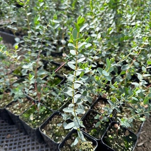 Parvifolia Eucalyptus, Live Evergreen Tree, Unique Plant, Baby Tree, Live Plant in 2.5'' pot Parvifolia 2.5"