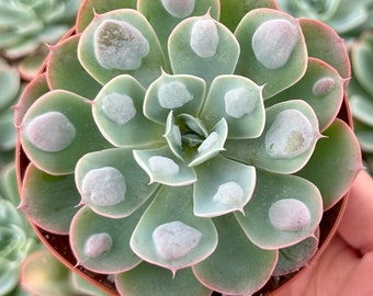 Echeveria Raindrops, Rare Succulent, Rooted Plant in 3", 4'', 6'' pot