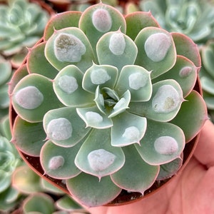 May include: A close-up of a green succulent plant with white spots on the leaves. The plant is in a small brown pot.