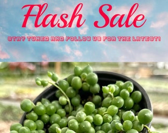 Limited Offer: 4&#39;&#39; String of Pearls, Cute Succulent Gift