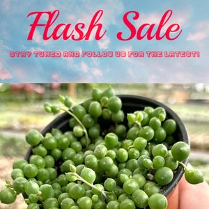 Limited Offer: 4'' String of Pearls, Cute Succulent Gift