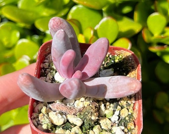Pachysedum Ganzhou, Rare Succulent, Pink Succulent, Cute Small Plant in 2" pot