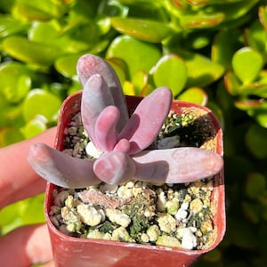 Pachysedum Ganzhou, Rare Succulent, Pink Succulent, Cute Small Plant in 2&quot; pot