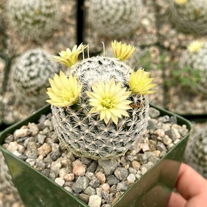 Mammillaria Duwei, Rare Cactus, Live Plant in 3 pot image 1