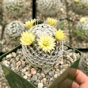Mammillaria Duwei, Rare Cactus, Live Plant in 3&quot; pot