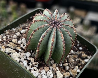 Euphorbia Horrida Boiss, Rare Cactus, Small Succulent, Live Plant in 3'' pot