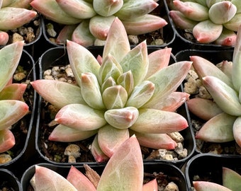 Little Jewel, Pachyphytum Compactum, Live Plant in 2", 4" pot