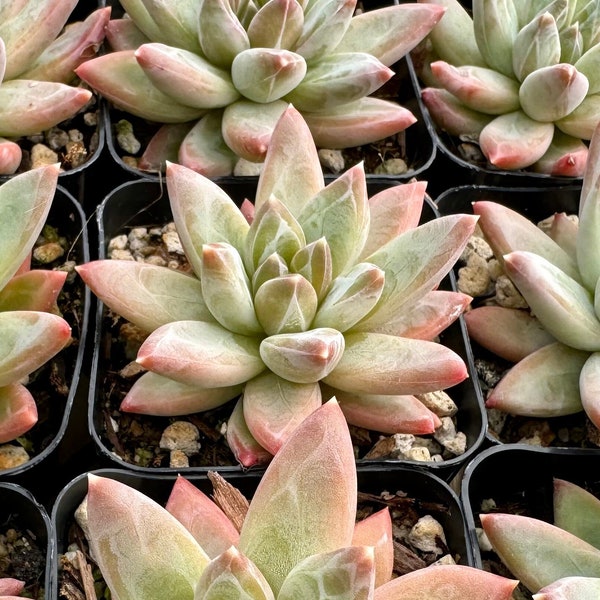 Little Jewel, Pachyphytum Compactum, Live Plant in 2", 4" pot