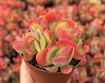 large zz plant for sale Large ZZ Plant