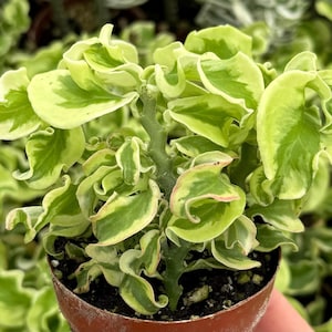 May include: A small potted plant with green and white variegated leaves. The leaves are curled and have a ruffled texture.