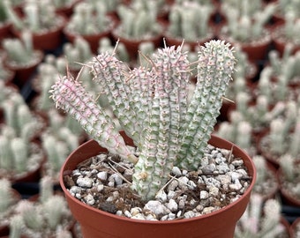 Corn Cob, Euphorbia Mammillaris, Variegated Succulent, Pink Plant, Rare Plant in 2.5", 4", 6" pot