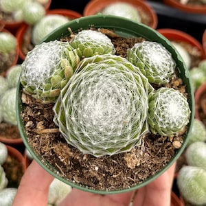 Hen and Chicks, Sempervivum, Rooted Succulent, Live Plant in 2&quot;, 4&#39;&#39; Pot
