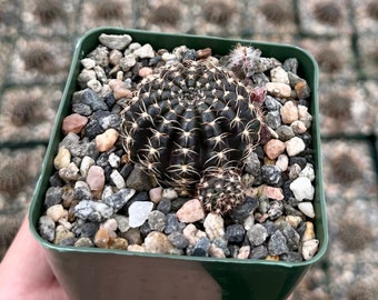 Spider Web Cactus, Black Cactus, Lobivia Arachnacantha, Live Plant in 3.5" pot