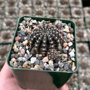 Spider Web Cactus, Black Cactus, Lobivia Arachnacantha, Live Plant in 3.5" pot