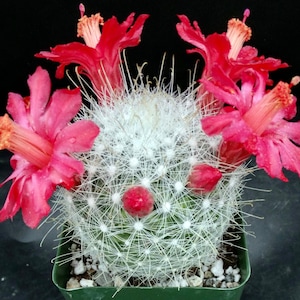 Mammillaria Senilis, Feather Cactus, Rare cactus in 3", 6" pot