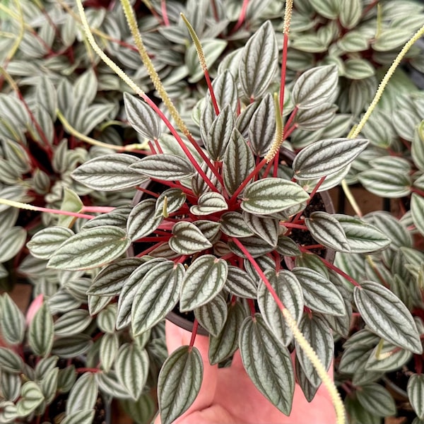 Peperomia Rosso, Tropical Plant, Houseplant in 2", 4" pot