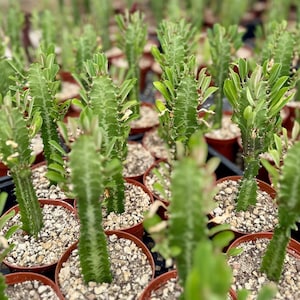 African Milk Tree, Euphorbia Trigona, Live Plant in 4" pot