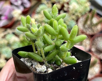 Delosperma Echinatum, Pickle Plant, Pickle Ice Plant, Small Succulent, Live Plant in 2'' pot