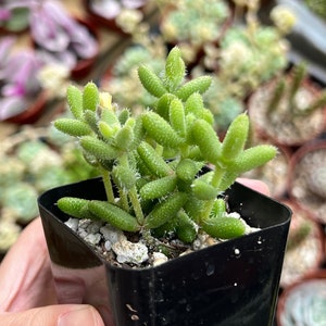 Delosperma Echinatum, Pickle Plant, Pickle Ice Plant, Small Succulent, Live Plant in 2'' pot