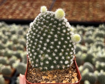 Bunny Ear Cactus, Opuntia Microdasys, Live Plant in 2", 4" pot