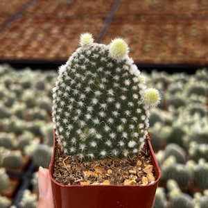 May include: A small green cactus with white spines in a red plastic pot. The cactus has several white flower buds.