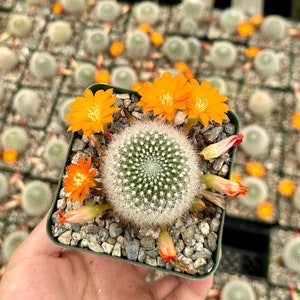 May include: A small potted cactus plant with orange flowers. The cactus has a spiky, round shape and is surrounded by small, white pebbles.