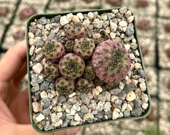 Sulcorebutia Rauschii Violacidermis Cactus, Purple Crown Cactus, Cactus Cluster, Rare Plant in 3" pot