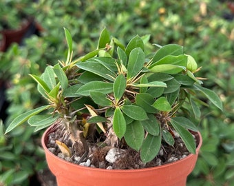 Crown of Thorns Cactus, Euphorbia Milii, Rare Cactus, Exotic Succulent, Live Plant in 4'' pot