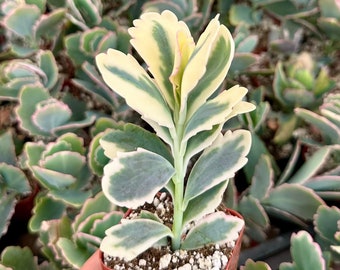 Variegated Lavender Scallop, Variegated Kalanchoe Fedtschenkoi, Live Plant in 2" pot