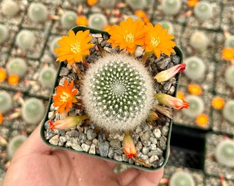 Rebutia Fiebrigii, Blooming Cactus, Ornamental Plant, Live Plant in 3" pot