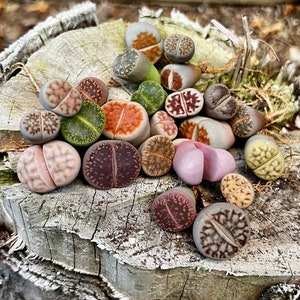 Lithops, Living Stones, Pebble Plants 0.3" to 0.7", Dintheranthus pole-evansii Golf Ball 0.6", Conophytum calculus 0.5", ship in bare roots