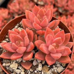 California Sunset, Graptosedum Alpenglow, Pink Succulent, Live plant in 2", 4" pot
