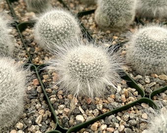 Old Lady Cactus, Mammillaria Hahniana, Hairy Cactus, Live Plant in 3.5" pot