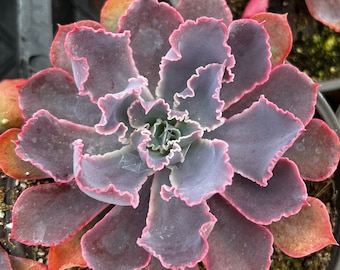 Echeveria Neon Breaker 4” pot, Pink Curly Leaves