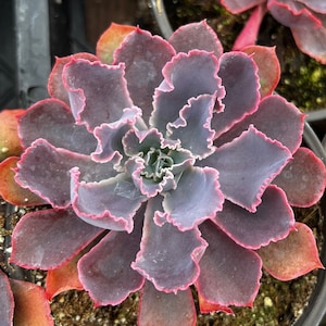 Echeveria Neon Breaker 4” pot, Pink Curly Leaves
