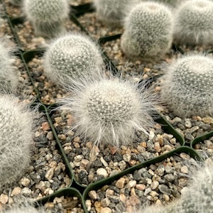 Old Lady Cactus, Mammillaria Hahniana, Hairy Cactus, Live Plant in 3.5&quot; pot