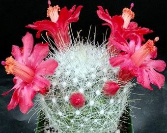 Mammillaria Senilis, Feather Cactus, Rare cactus in 3", 6" pot