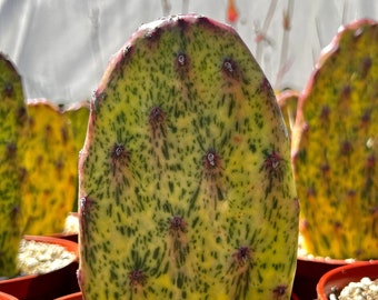 Variegated Opuntia Sunburst, Rare Cactus, Variegated Cactus, Live Plant in 3", 6" pot