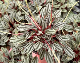 Peperomia Rosso, Tropical Plant, Houseplant in 2", 4" pot