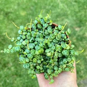 String of Turtles, Trailing Succulent, Hanging Plant, Home Decor Plant in 2.5", 4", 6'' Pot