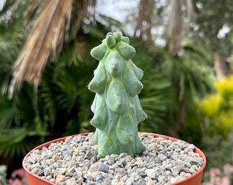Boobie Cactus, Myrtillocactus Geometrizans Cactus, Rare Cactus, Exotic Plant in 4&quot;, 6&quot;, 8&quot; pot